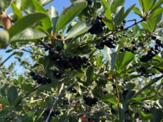 Uprawa i sprzedaż aronii – trudne pytania i celne odpowiedzi