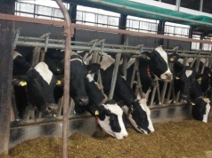 Hodowcy mogą otrzymać 70 proc. zwrotu składki za ubezpieczenie swoich zwierząt