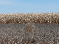 Dochody amerykańskich gospodarstw rolnych mają nieznacznie spaść. Nowa prognoza