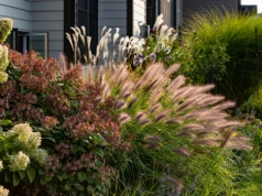 Te trawy o wspaniałych pióropuszach osłonią najlepiej przed wzrokiem sąsiadów