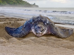 Żółwie tropikalne w Polsce: nowe odkrycie zmienia spojrzenie na dawną faunę Europy Środkowej