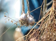 Kiedy należy wykopać czosnek zimowy? Po tym poznasz, że to już czas. Nie przegap tego momentu