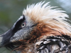 Przyrodnicy się cieszą. Ptak złożył jaja pierwszy raz od 100 lat