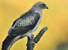 To najmniejszy orzeł Europy. Jeśli go spotkasz, masz niebywałe szczęście