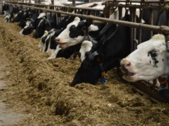 Inteligentne karmidło z Polski. Rolnik wie, która krowa, ile zjadła