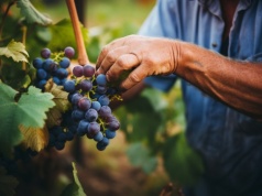 Zrób to z winoroślą zimą. W sezonie będziesz zbierać owoce koszami