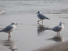 Jeden z kołobrzeskich symboli i propozycja radnej