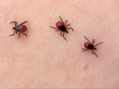 Posadź wokół domu. Kleszcze więcej się nie pojawią