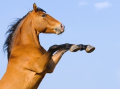 Chcą zakazać zabijania koni na mięso. "Przyjaciół się nie zjada"
