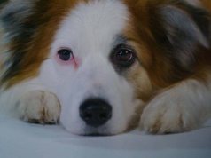 "Adoptuj Mistrza" wspólną akcją polskiego środowiska sportowego na rzecz bezdomnych zwierząt