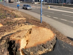 Katowice wycięły kilkadziesiąt drzew pod budowę krytykowanej drogi rowerowej