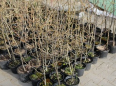 Nowe drzewa w Skarżysku