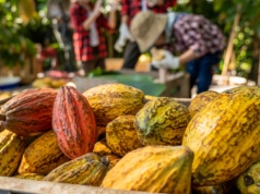 Kakao bez kupców. Afryka Zachodnia siedzi na setkach tysięcy ton zapasów