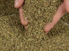 Wszyscy sypią bez opamiętania, a badania wskazały jasno. Koktajl 10 pestycydów