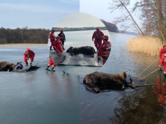 Drzewoszewo: jakimś cudem strażacy uratowali żubra z zamarzniętej tafli jeziora