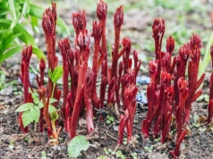 Wystarczy jedna wiosenna dawka – ogrodnicy robią to w marcu i mają morze kwiatów