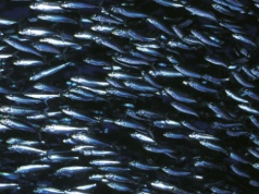 Na półkuli północnej ubywa ryb w morzach i oceanach. Opublikowano raport