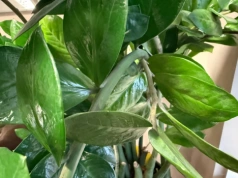 Potnij na kawałki i zakop w doniczce z zamiokulkasem. Efekty po 3 tygodniach