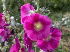 Posadziłam raz i mam spokój na lata. Same się rozsiewają, a efekt? Sąsiadki pytają o sekret