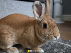 21-latek miał znęcać się nad królikiem Marcysiem. "Sadyzm i okrucieństwo"