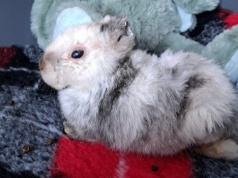 Marcyś wygrał życie. Krakowski królik, którego pokochała Polska