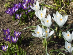 Pogoda na weekend | Wiosennie, ciepło i słonecznie