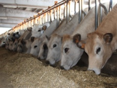 Jak uzyskać płatność w ramach ekoschematu QMP? Warunki żywienia bydła