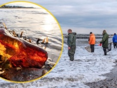 "Wyznacznikiem są mewy". Ekspert o tym, jak znaleźć najcenniejsze bryłki bursztynu