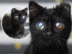 Viralowy kot Dorito zachwycił internet. „To nie AI” – mówią weterynarze