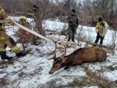 Funkcjonariusze NOSG i strażacy uratowali tonącego jelenia w rzece Bug