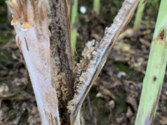 Chowacze w rzepaku. Uszkodzenia łodyg jako „wrota infekcji” dla patogenów