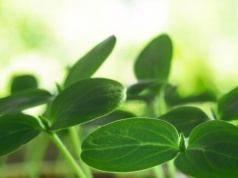 Ogórki z rozsady rosną jak szalone. Nie przegap terminu wysiewu