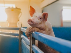 Duży wzrost cen warchlaków. Stawki najwyższe od połowy ubiegłego roku