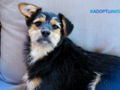 Jak przygotować się do adopcji? – praktyczny poradnik #AdoptujMistrza