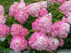 Nie wyrzucaj, a zakop pod hortensją. Będziesz mieć najpiękniejszy krzew w okolicy