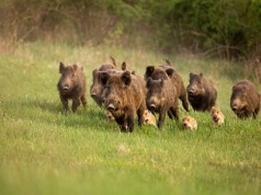 Przez pomyłkę hiszpański region został objęty strefą ASF. Chińczycy wstrzymali import wieprzowiny
