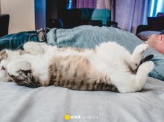 Kot śpi na Twojej klatce piersiowej lub nogach – co to znaczy?