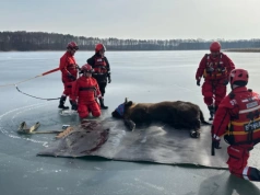 Żubr utknął na lodzie. Ekspansja stad coraz bliżej Borów Tucholskich