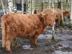 Długowłose bydło ze Szkocji podbija Polskę. 300 sztuk na jednym ranczu