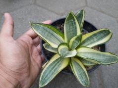 Podlewasz wężownicę "na oko"? Błąd najczęściej kończy się tym. Może być gorzej