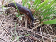 Trutka na ślimaki może być niebezpieczna. Oto, czym ją zastąpić