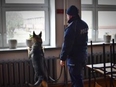 Policyjne psy służbowe szkoliły się w Zamościu. W ćwiczeniach udział wzięła także Żandarmeria Wojskowa