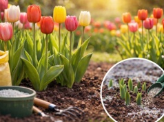 Ostatni moment na ten kluczowy zabieg. Tulipany kwitną 2x obficiej