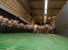 Ponad miliard złotych rocznie na likwidację stad. Choroby zakaźne uderzają w budżet i producentów