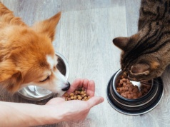 Ta karma może narażać psy i koty. Wykryto "wieczne chemikalia"