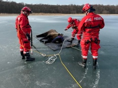 Żubrzyca utknęła na zamarzniętym jeziorze. Strażacy holowali ją 130 metrów