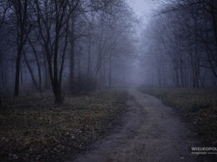 Makabryczne odkrycie w poznańskim Parku Górczyńskim. Służby prowadziły działania od wczesnego rana