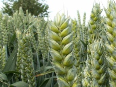 Jakie odmiany zbóż wybrać? Lista Odmian Zalecanych 2026