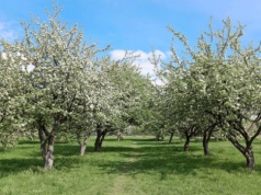 Każdej wiosny podlewam tym jabłonie. W sezonie gałęzie są pełne jabłek
