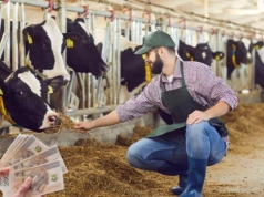 Mleko tanieje, świat zmienia zasady gry. Rolnicy mogą to odczuć